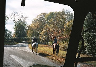 horses near Buckland Common